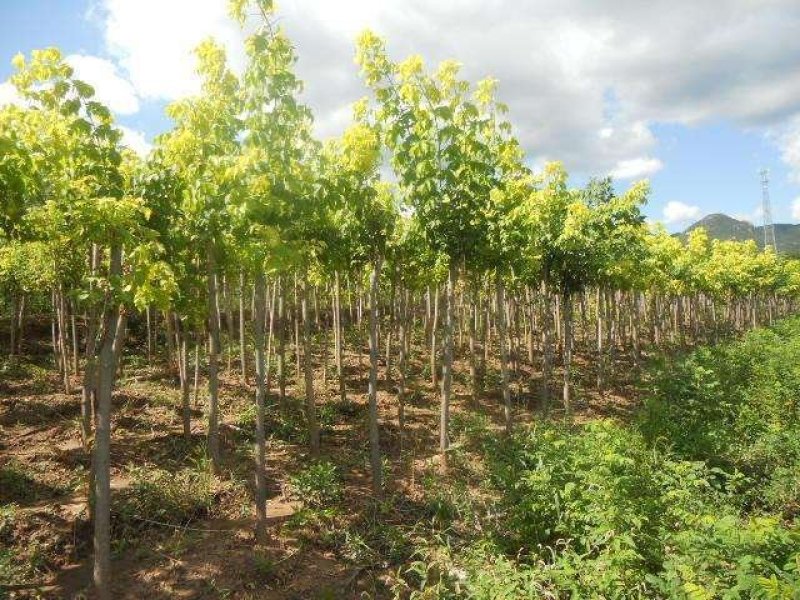 辽宁开原金叶复叶槭小苗糖槭工程苗杯苗繁育基地