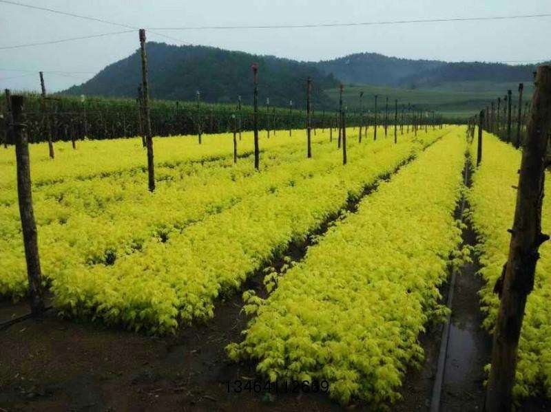 辽宁开原金叶复叶槭小苗糖槭工程苗杯苗繁育基地