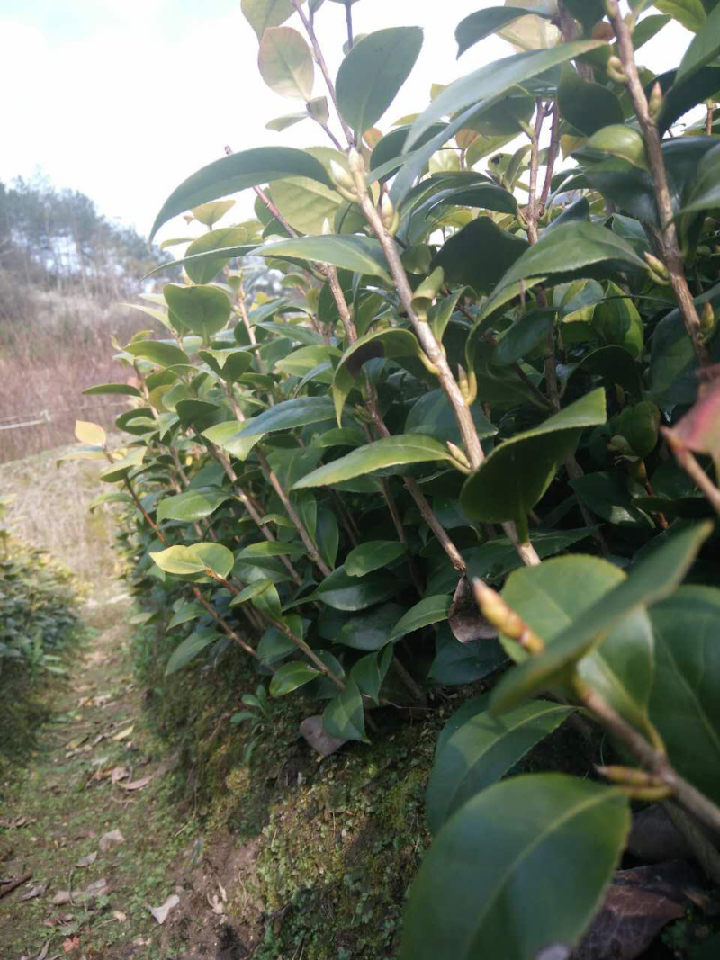 茶花小苗茶花小苗茶花小苗茶花小苗精品茶花小苗