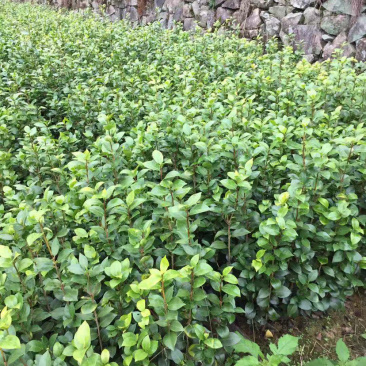 茶花小苗茶花小苗茶花小苗茶花小苗精品茶花小苗