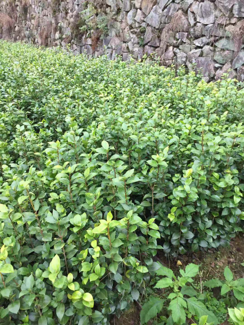 茶花小苗茶花小苗茶花小苗茶花小苗精品茶花小苗
