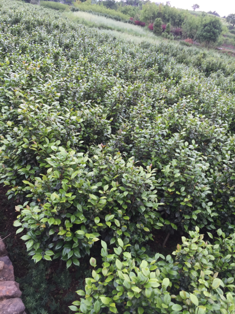 茶花小苗茶花小苗茶花小苗茶花小苗精品茶花小苗