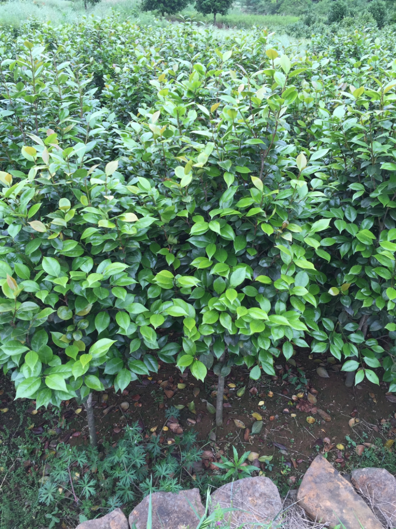 茶花小苗茶花小苗茶花小苗茶花小苗精品茶花小苗