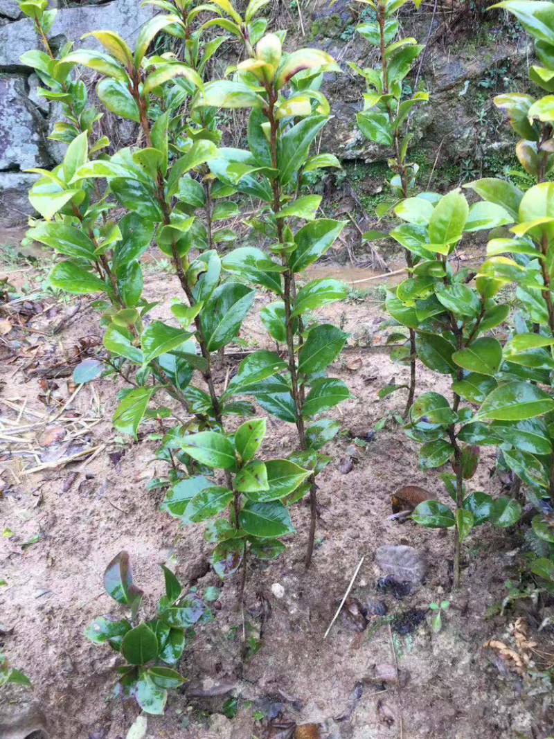 茶花小苗茶花小苗茶花小苗茶花小苗精品茶花小苗