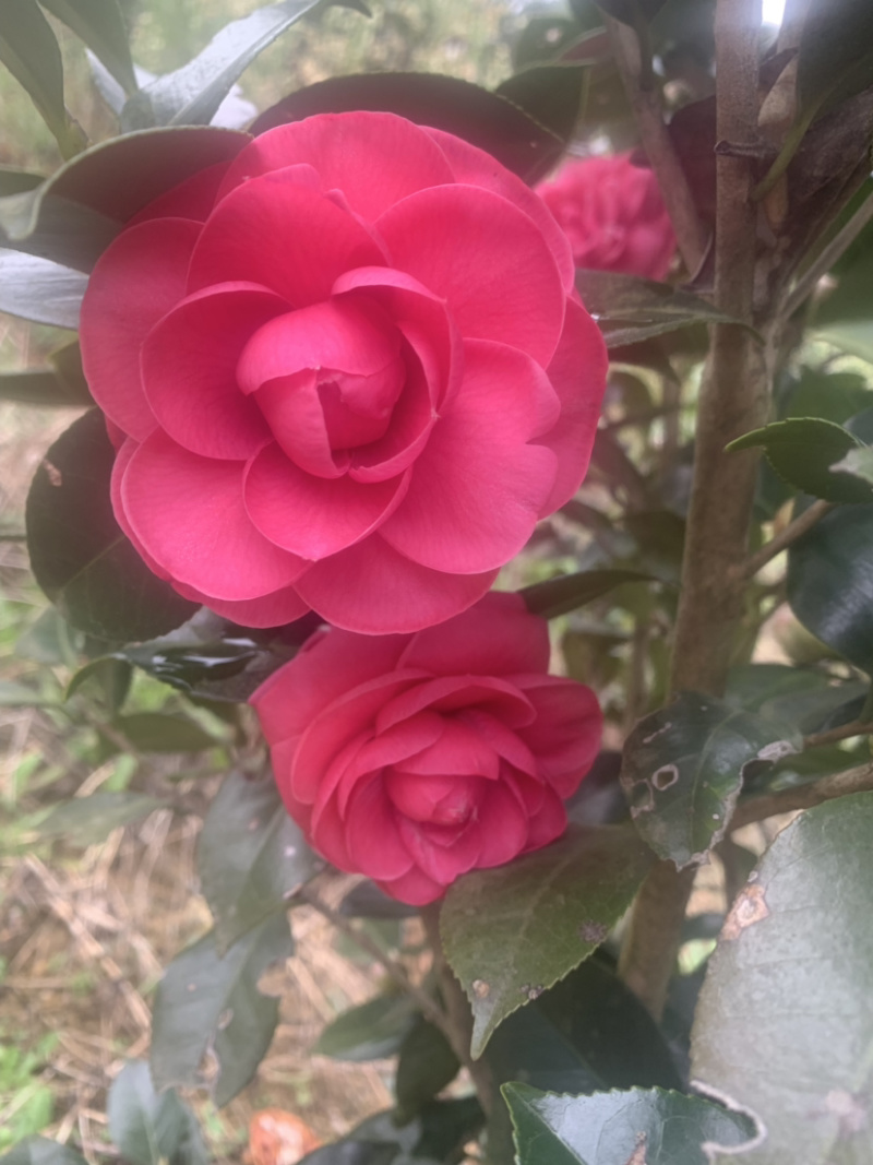 茶花小苗茶花小苗茶花小苗茶花小苗精品茶花小苗