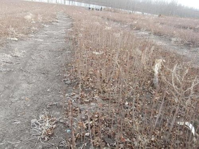 辽宁开原小叶丁香小苗四季丁香工程苗杯苗繁育基地