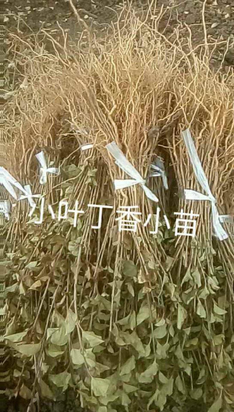 辽宁开原小叶丁香小苗四季丁香工程苗杯苗繁育基地