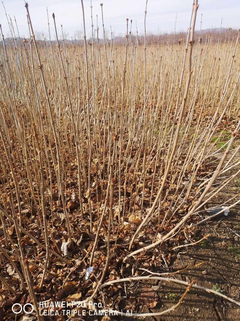 辽宁开原小叶丁香小苗四季丁香工程苗杯苗繁育基地