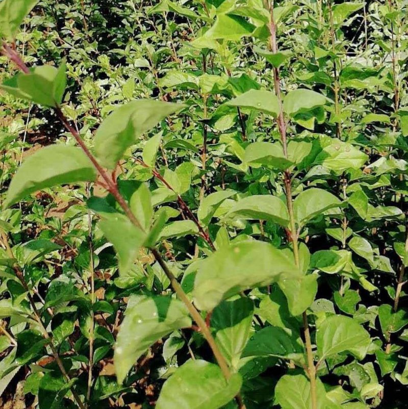 辽宁开原小叶丁香小苗四季丁香工程苗杯苗繁育基地