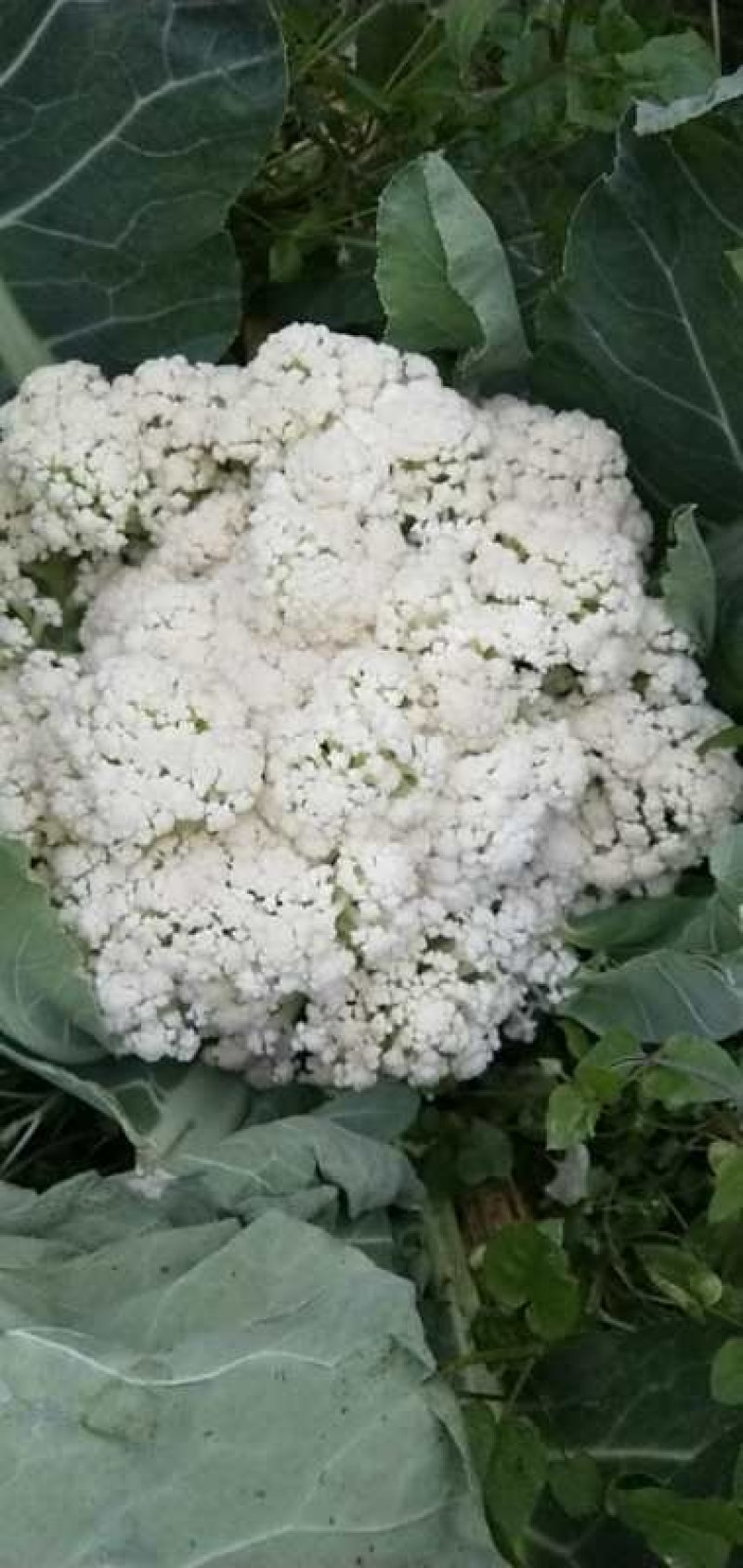 散花