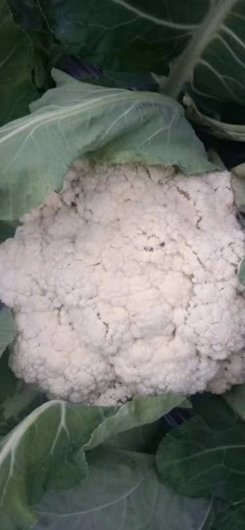 散花