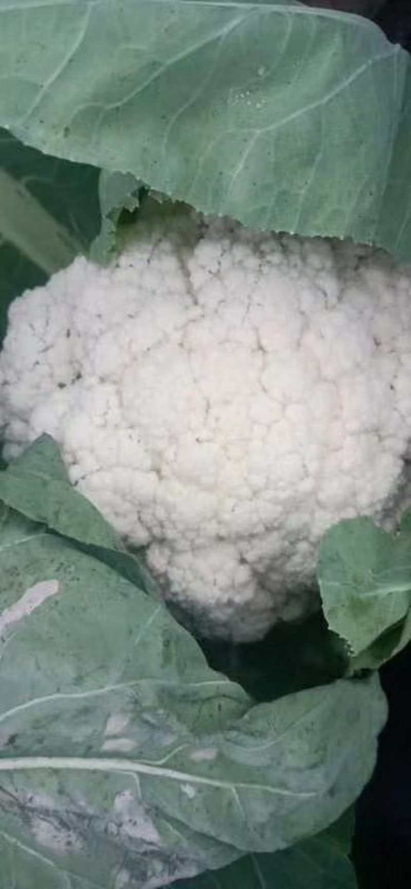 散花