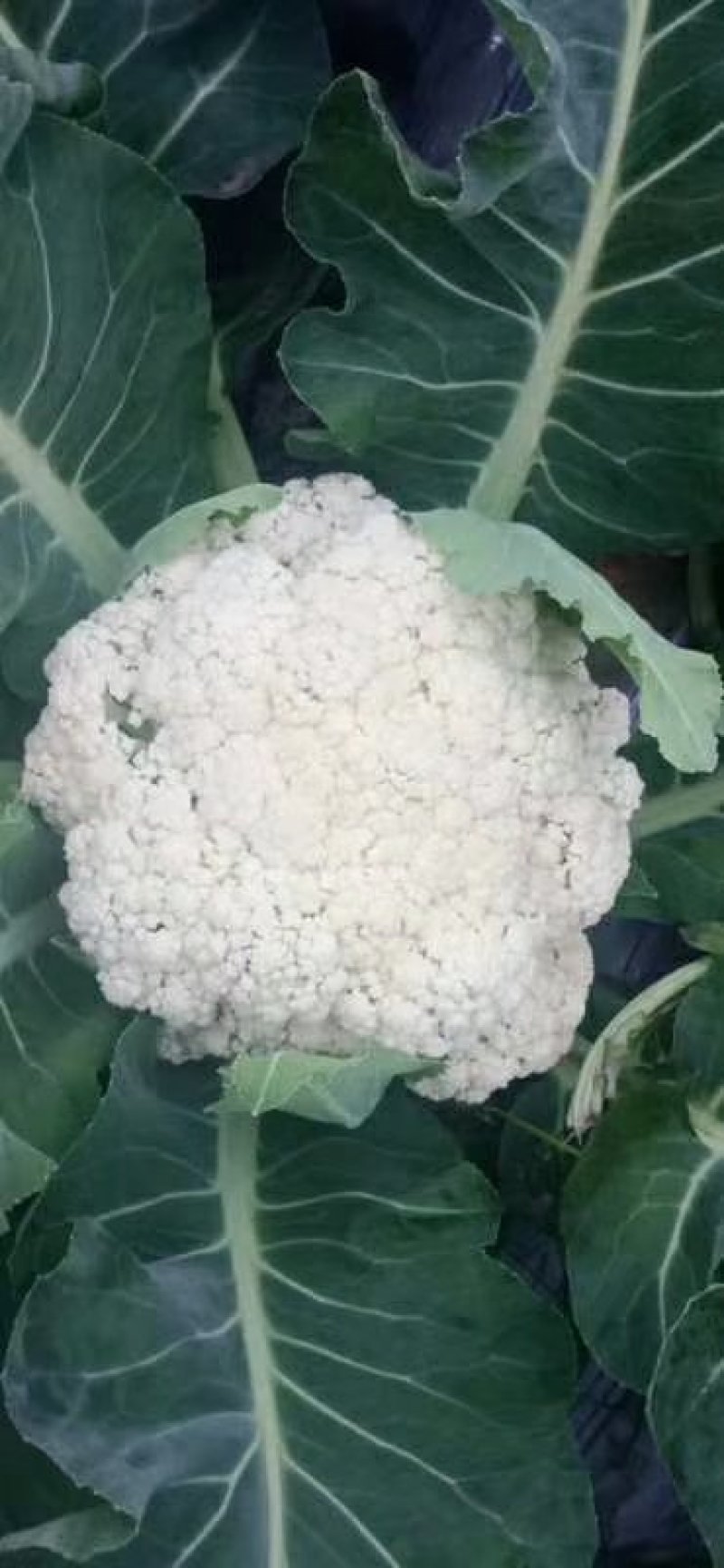 散花