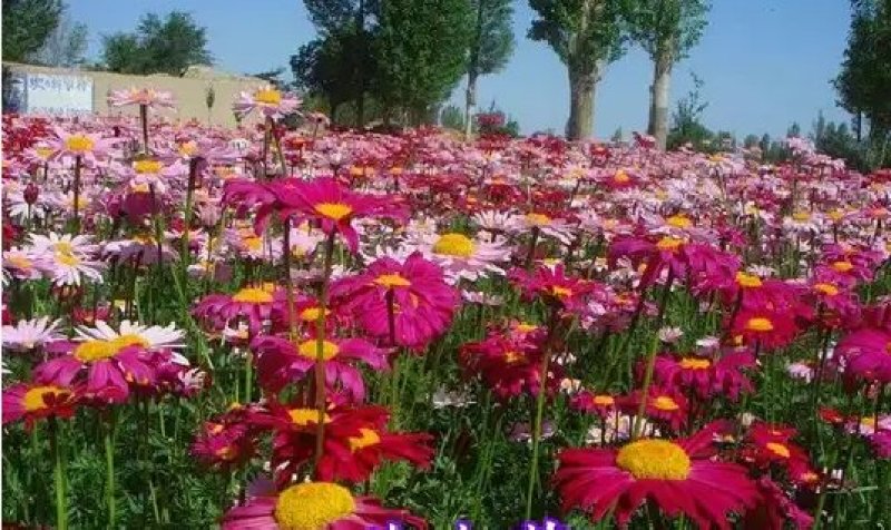 除虫菊种子是多年生草本种植。
