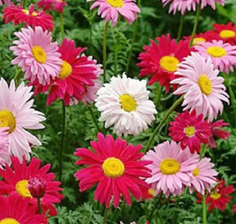 除虫菊种子是多年生草本种植。