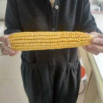 晋单78玉米种亩1800斤产量，高抗高产，抗逆性很强