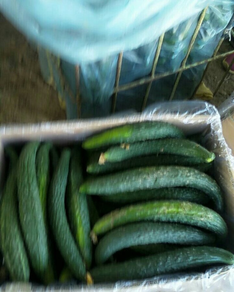 刺黄瓜干花带刺万亩精品黄瓜大量上市18~22公分