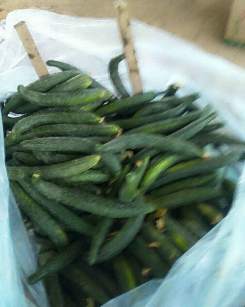 刺黄瓜干花带刺万亩精品黄瓜大量上市18~22公分