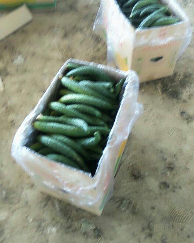 刺黄瓜干花带刺万亩精品黄瓜大量上市18~22公分
