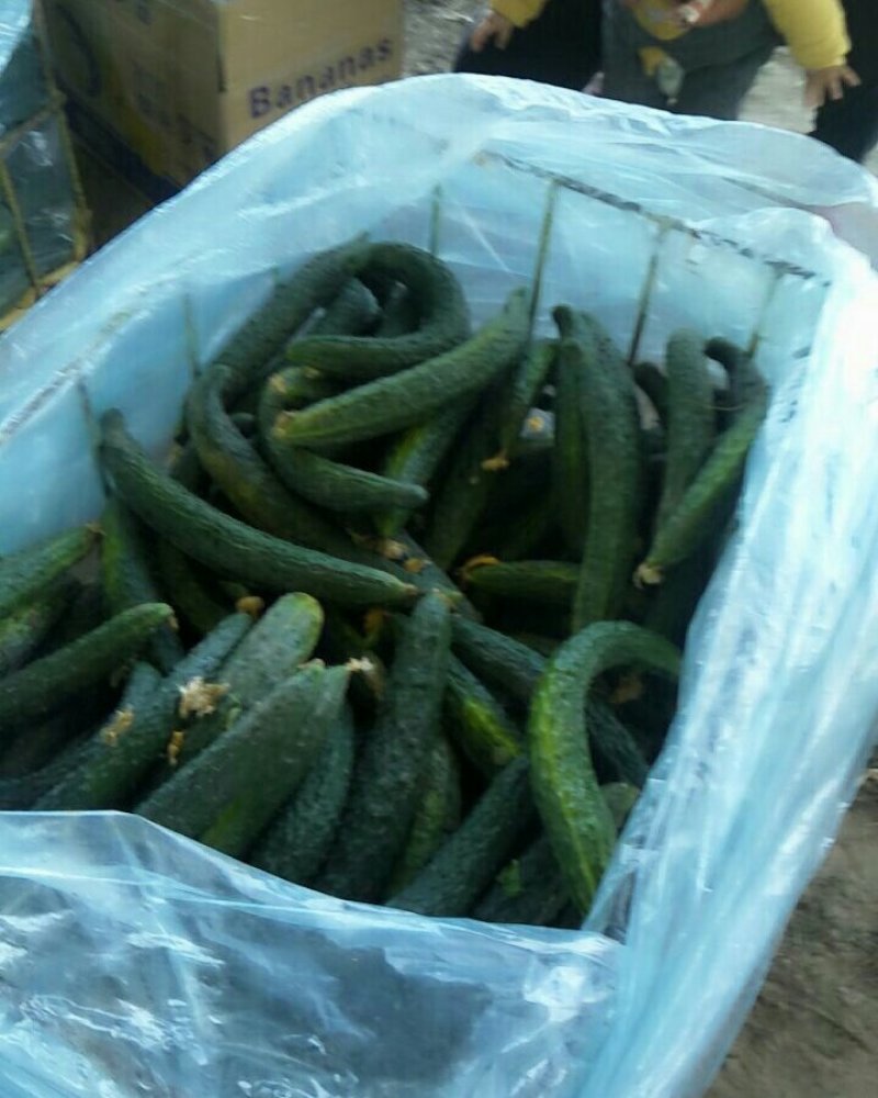 刺黄瓜干花带刺万亩精品黄瓜大量上市18~22公分
