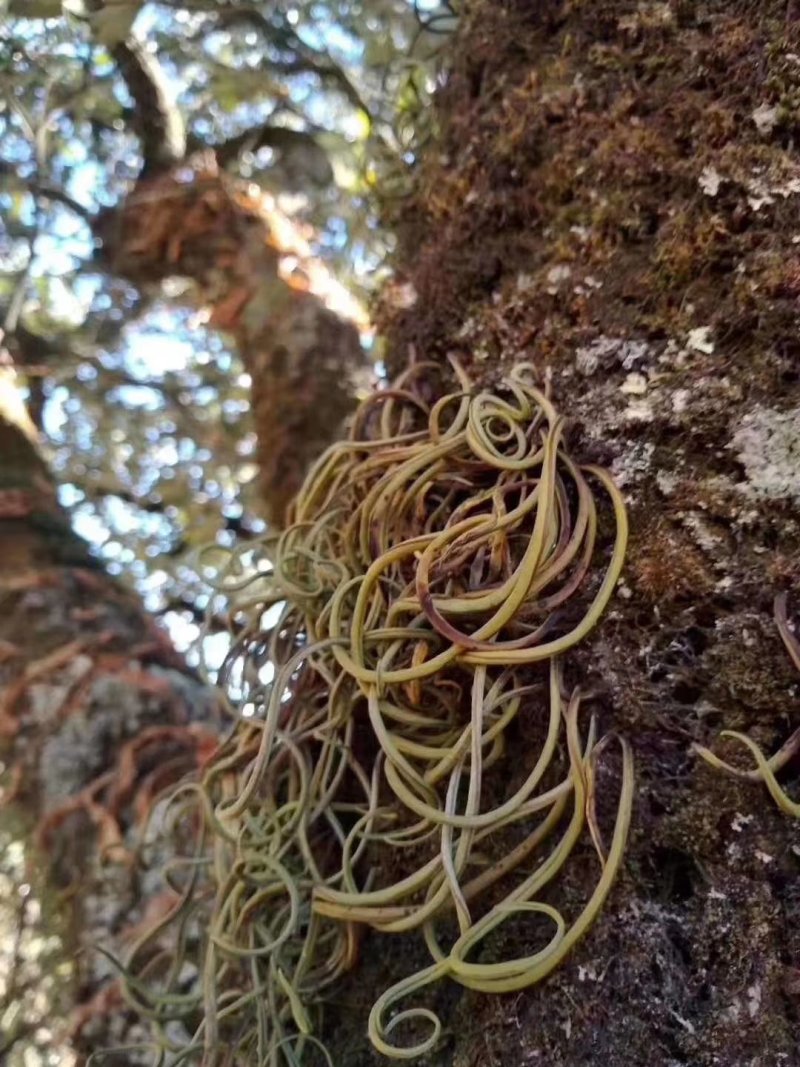 化石草/肾精茶一手货源批发