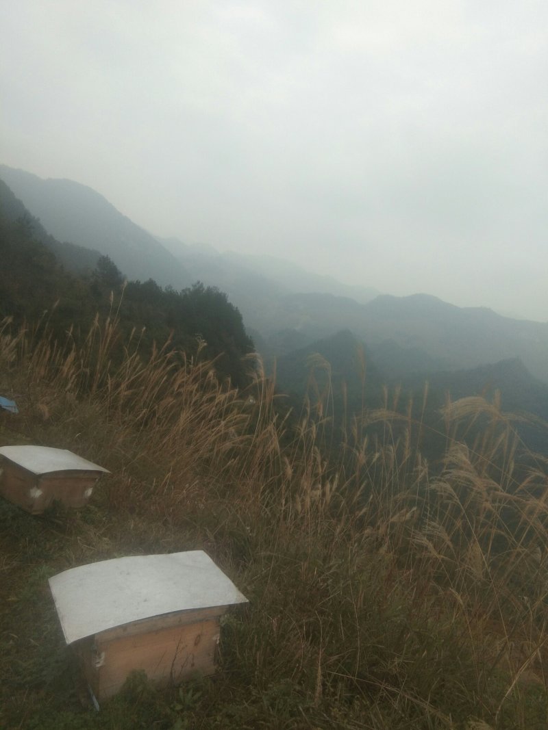 中峰山花蜜
