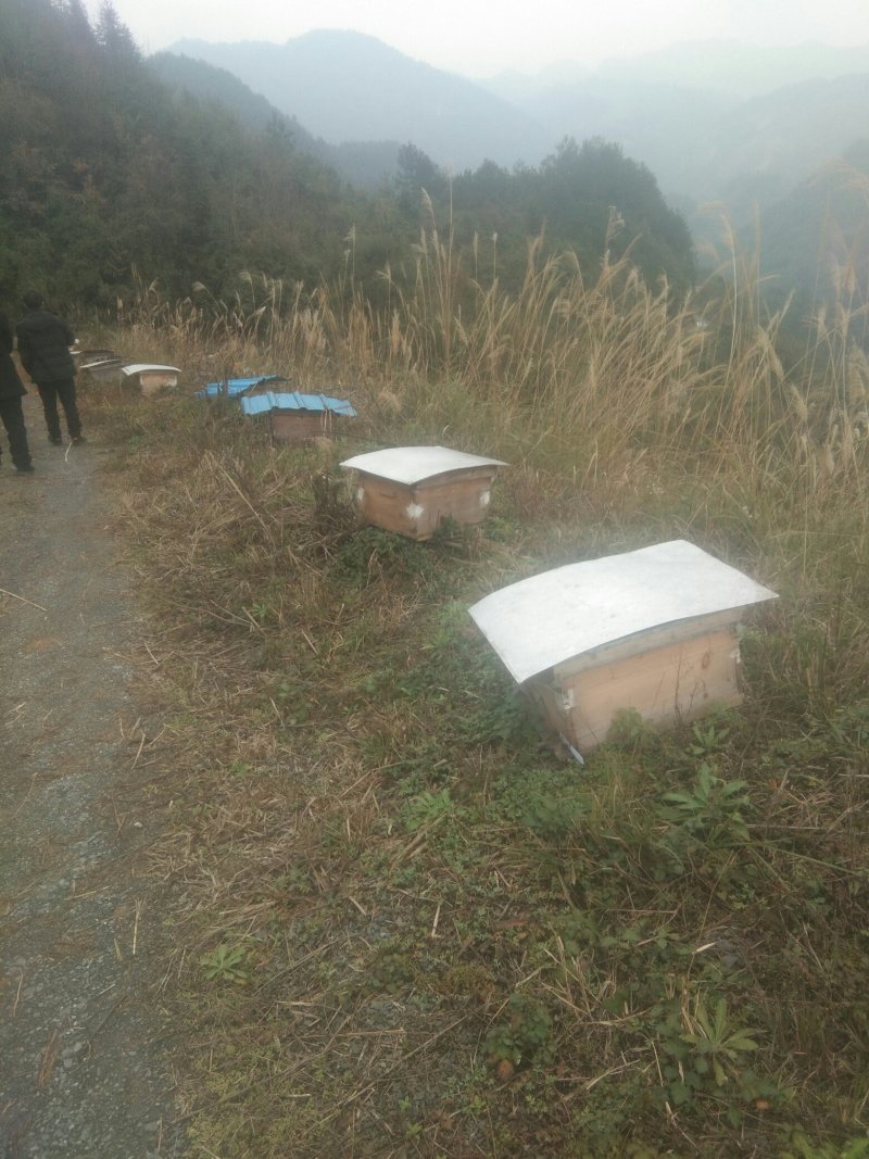 中峰山花蜜