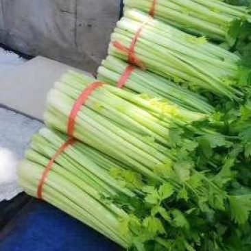 精品兰州货芹菜大量有货，欢迎全国市场老板联系
