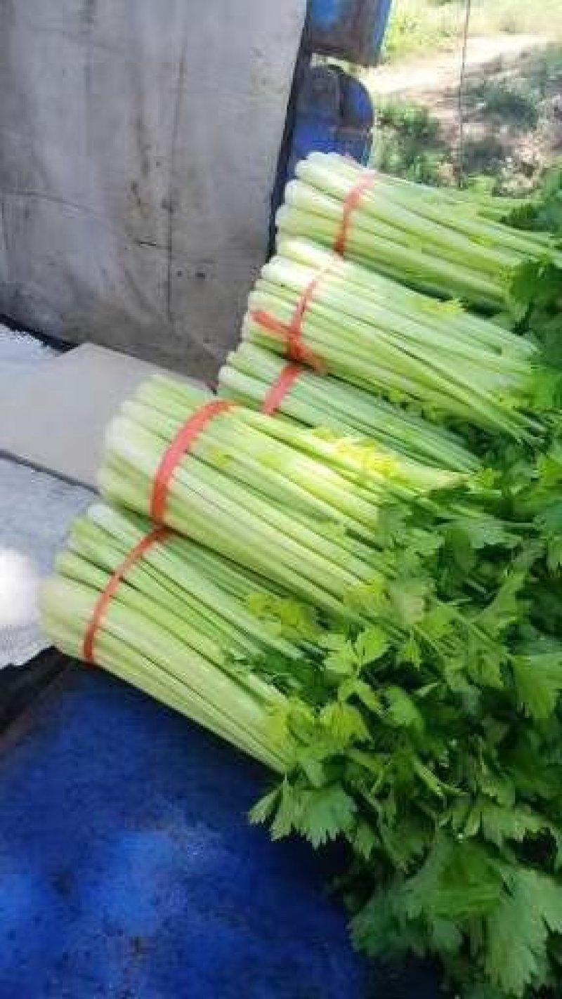 精品兰州货芹菜大量有货，欢迎全国市场老板联系