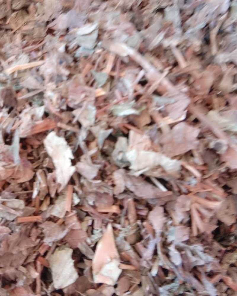 鱼腥草，常年批发供应鱼腥草四川货中药材