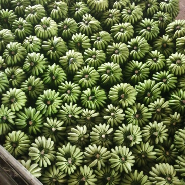 水果