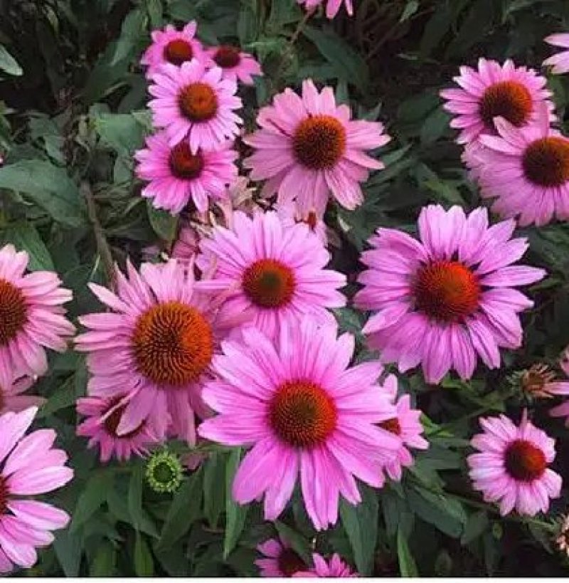 松果菊种子基生叶卵形或三角形茎生叶卵状披针形，