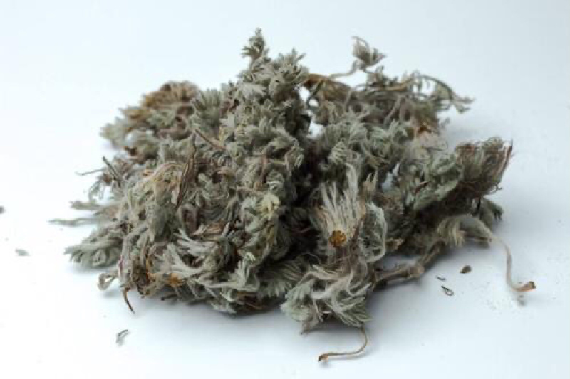 茵陈500g包邮绵茵陈白蒿草茵陈粉茵陈茶