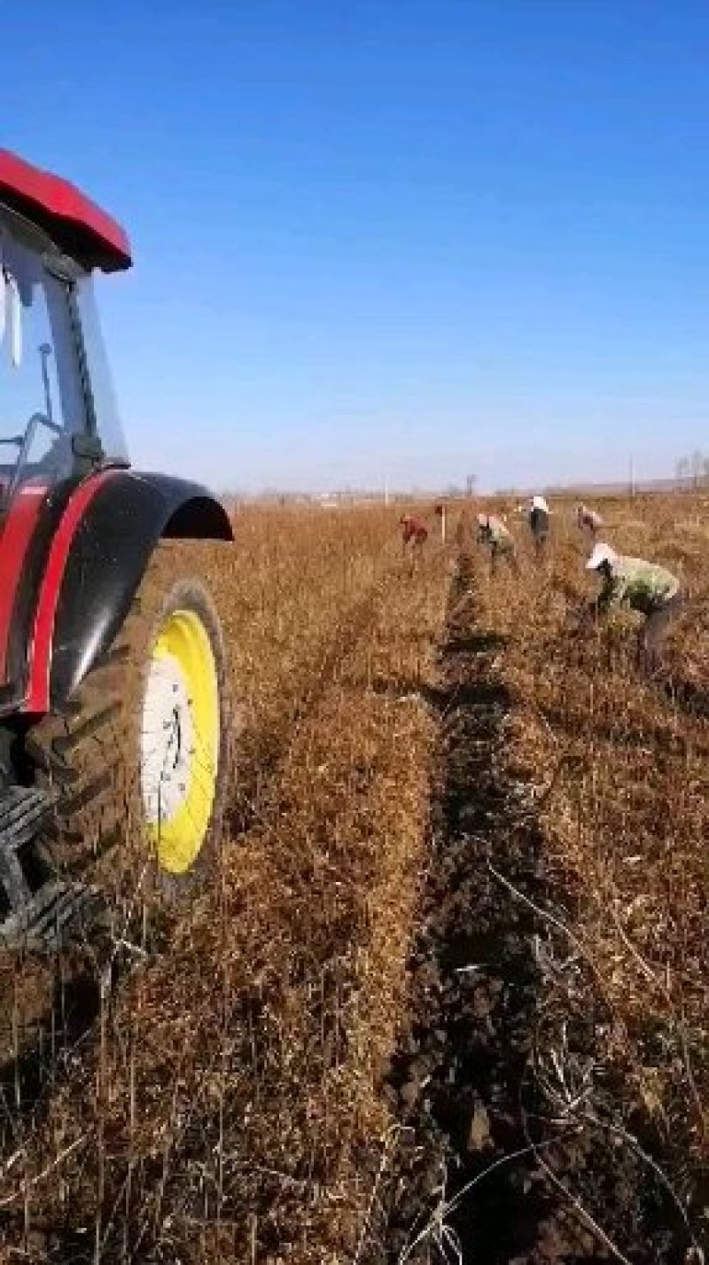 文冠果苗批发，供应30一150公分文冠果苗160万