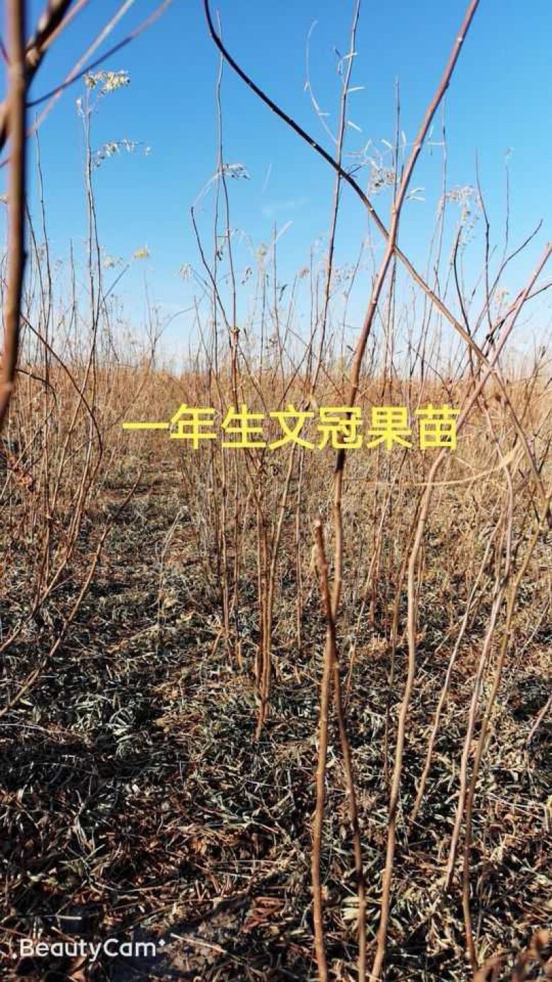文冠果苗批发，供应30一150公分文冠果苗160万