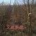 文冠果苗批发，供应30一150公分文冠果苗160万