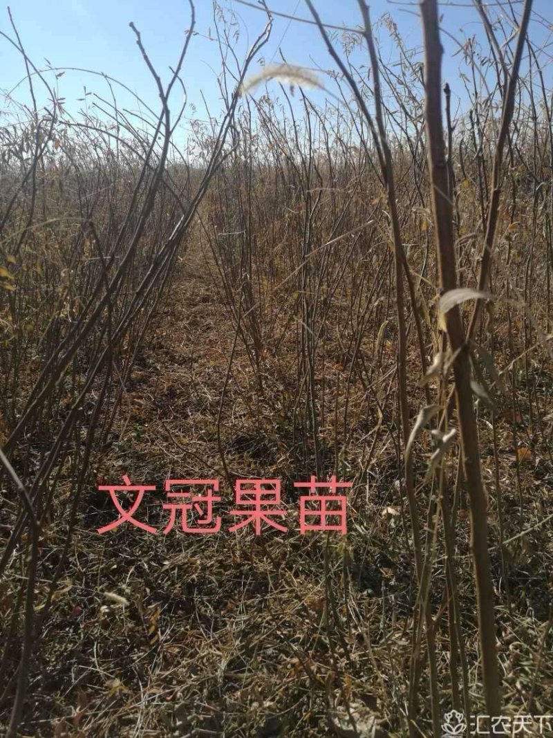 文冠果苗批发，供应30一150公分文冠果苗160万