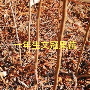 文冠果苗批发，供应30一150公分文冠果苗160万