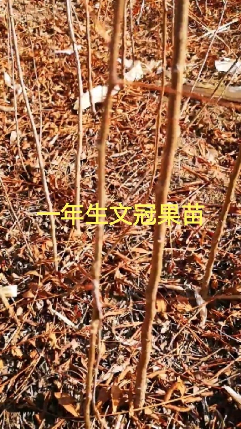 文冠果苗批发，供应30一150公分文冠果苗160万