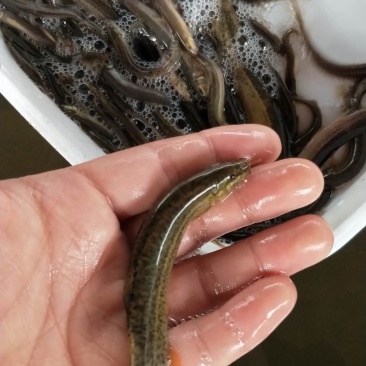 泥鳅鱼苗台湾泥鳅鱼苗品种规格多选耐养抗寒