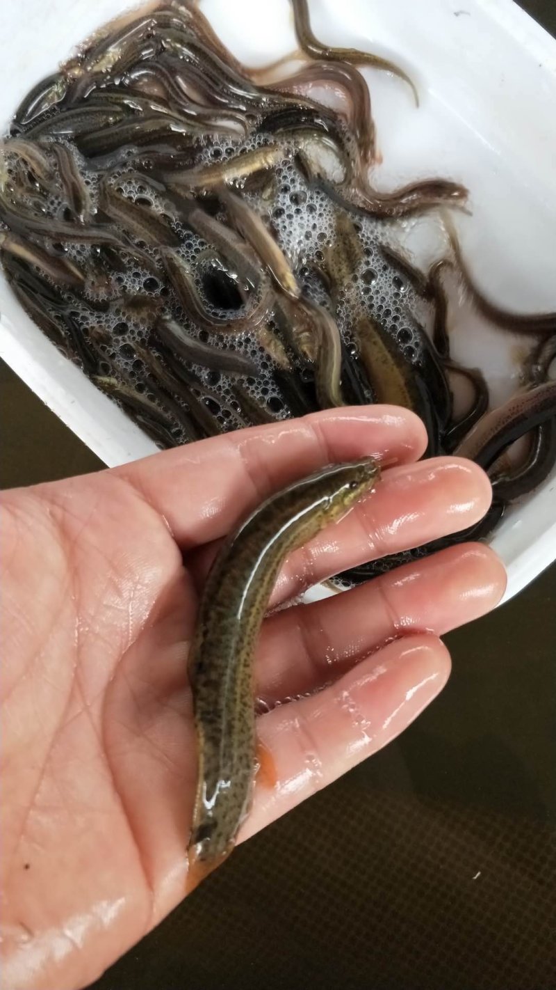 泥鳅鱼苗台湾泥鳅鱼苗品种规格多选耐养抗寒