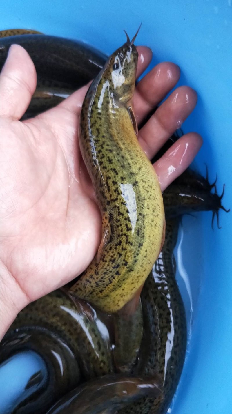 泥鳅鱼苗台湾泥鳅鱼苗品种规格多选耐养抗寒