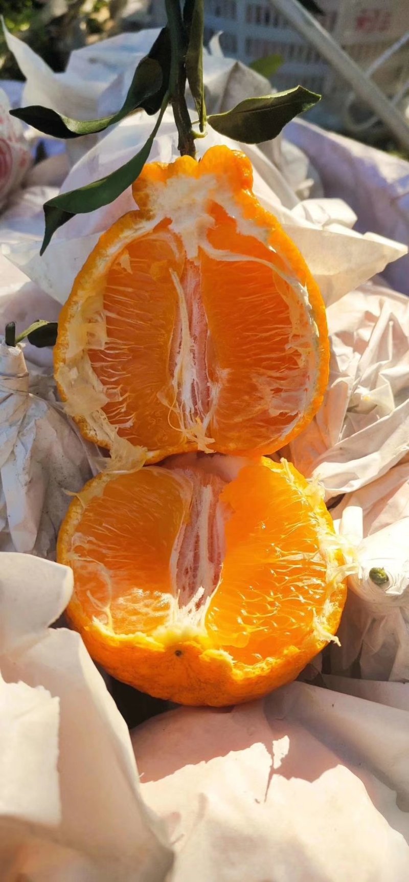 丑柑