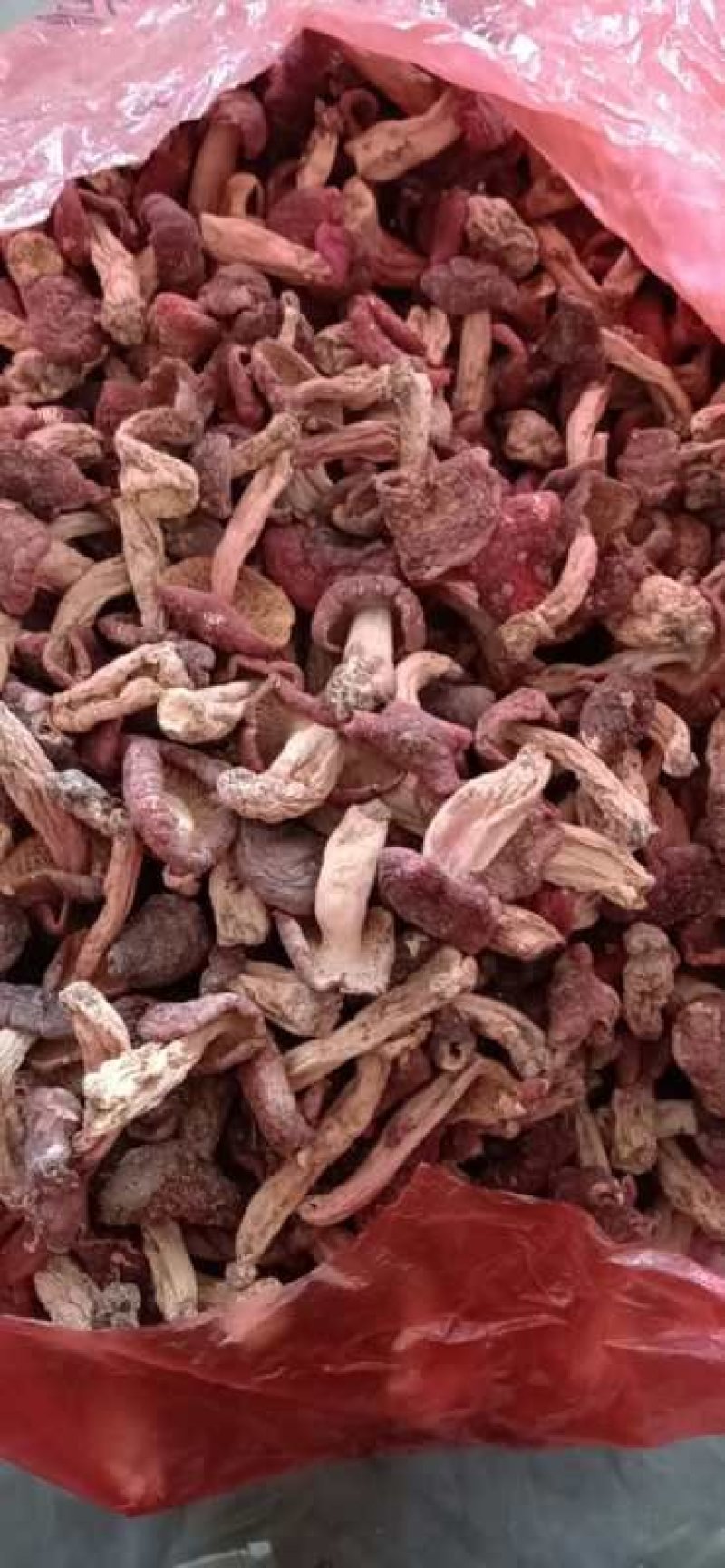 伏牛山【精选红菇】天然野生味道鲜美量大从优