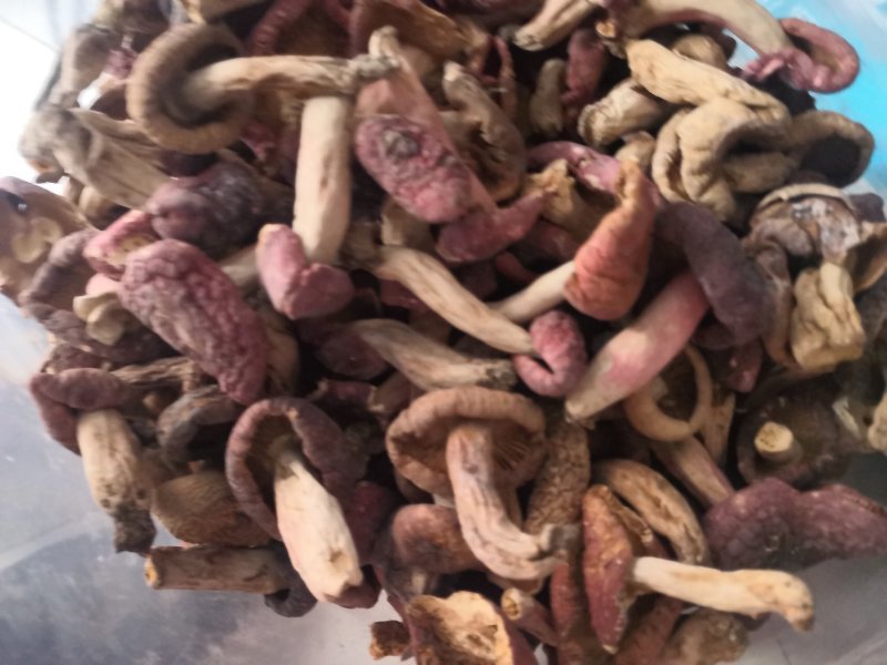 伏牛山【精选红菇】天然野生味道鲜美量大从优