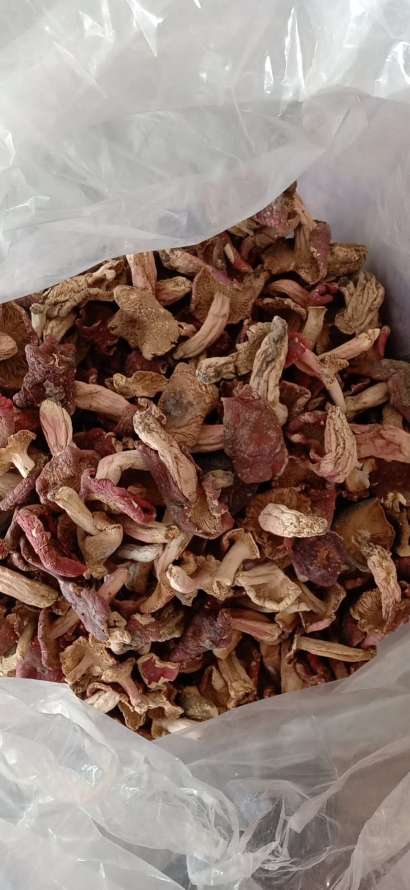 伏牛山【精选红菇】天然野生味道鲜美量大从优
