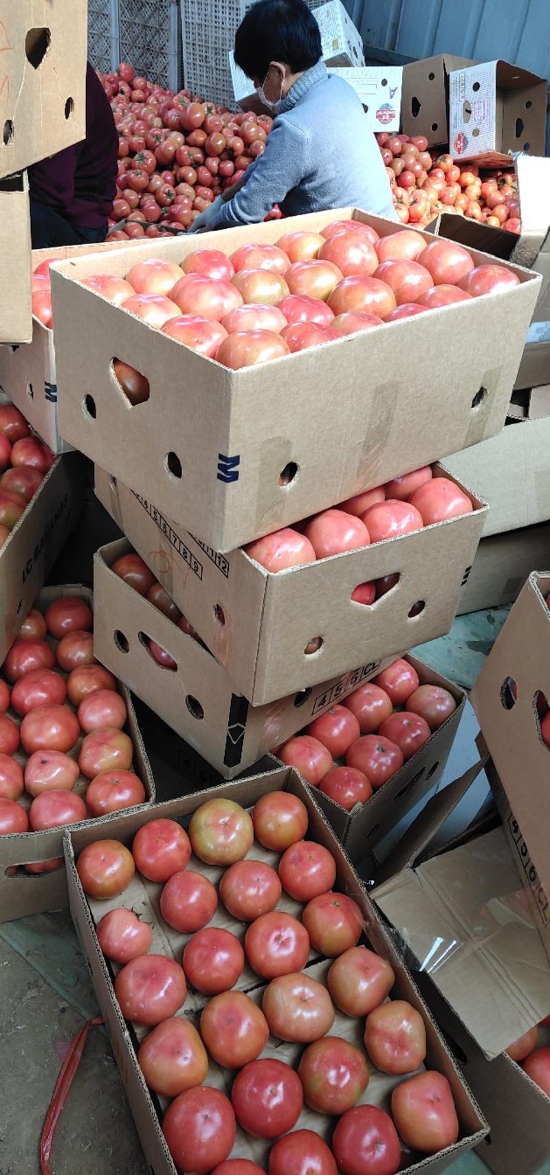 山东临沂费县优质西红柿大量上市了。