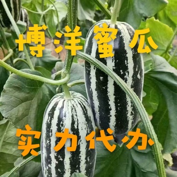 博洋甜瓜一件代发实力代办社区团购产地直发对接电商