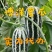 博洋甜瓜一件代发实力代办社区团购产地直发对接电商