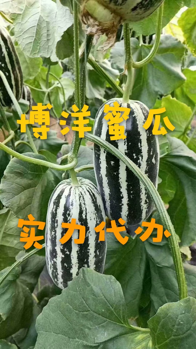 博洋甜瓜一件代发实力代办社区团购产地直发对接电商